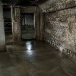 Comment les caves et sous-sols humides à Paris favorisent la présence de rats et de nuisibles, et quelles solutions adopter ?