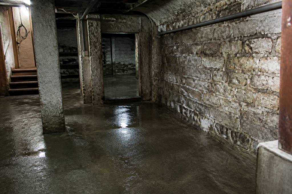 Comment les caves et sous-sols humides à Paris favorisent la présence de rats et de nuisibles, et quelles solutions adopter ?