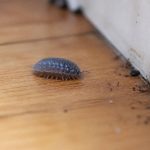 Cloporte maison danger : faut-il s’en méfier ?