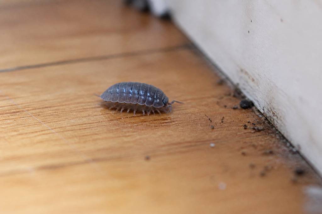 Cloporte maison danger : faut-il s’en méfier ?
