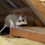 Chasser loir : méthodes efficaces pour éloigner ces nuisibles de chez vous