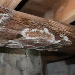 Champignon charpente : comment le reconnaître et le traiter efficacement