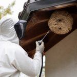 Destruction de nids de frelons : quand faire appel à un professionnel
