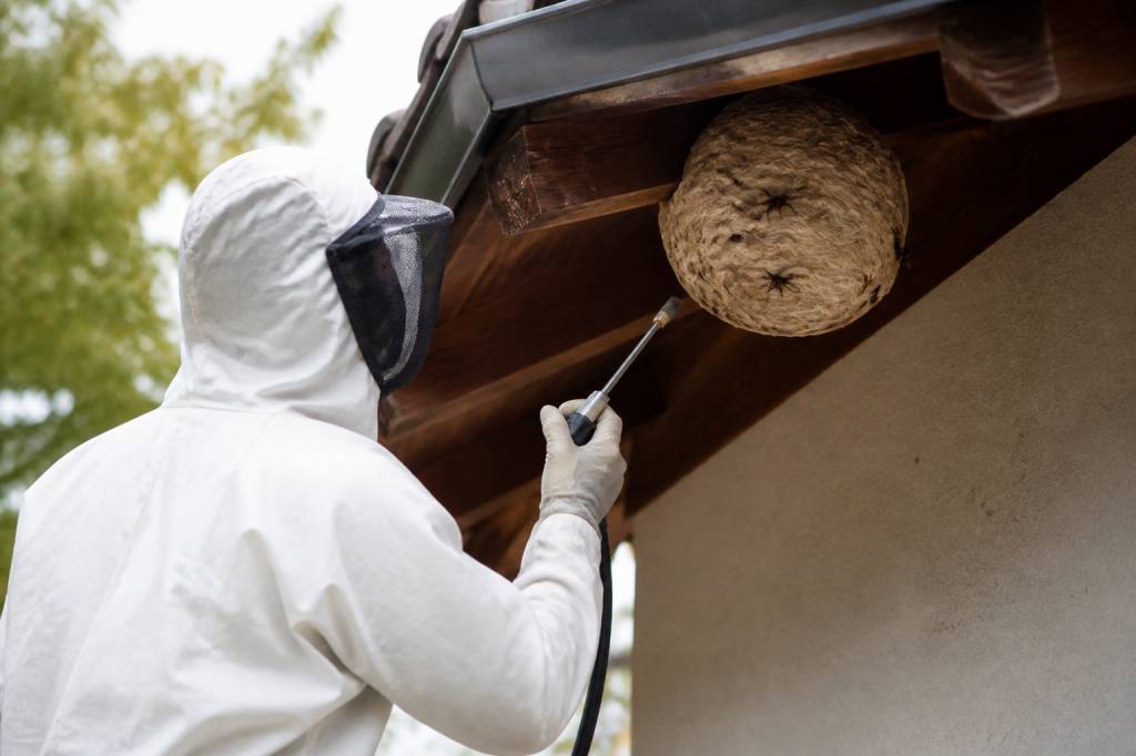 Destruction de nids de frelons : quand faire appel à un professionnel